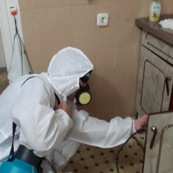 Дезинфекция от муравьев в квартире в Нижнем Ломове